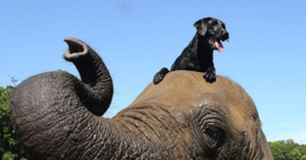 Elephant and Dog BFFs Are the Cutest (and Trendiest) Interspecies